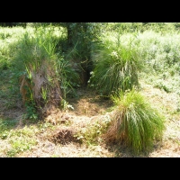 Touradon (Tourbieres de l'Herretang, Isere, France) 3